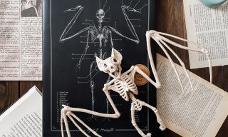 il codice delle creature estinte recensione